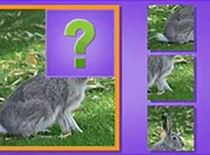 Wildlife Picture Puzzle