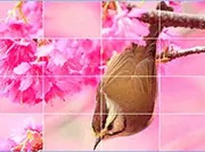 Birds Slide Puzzle Game